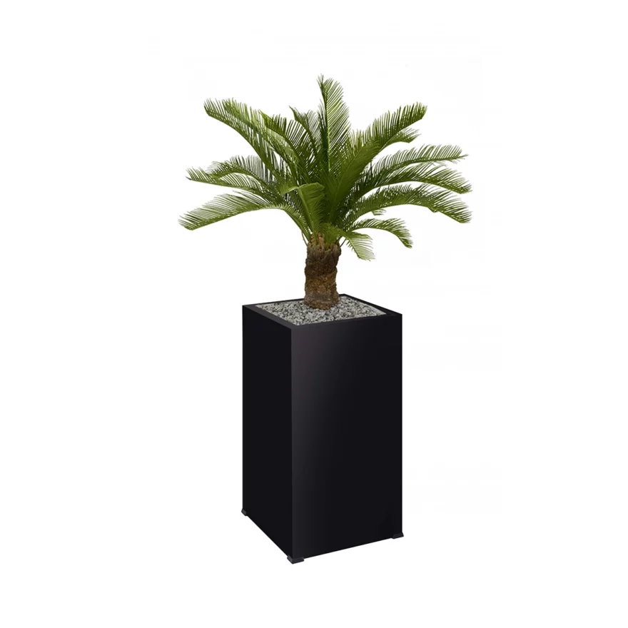 Palmier pot haut