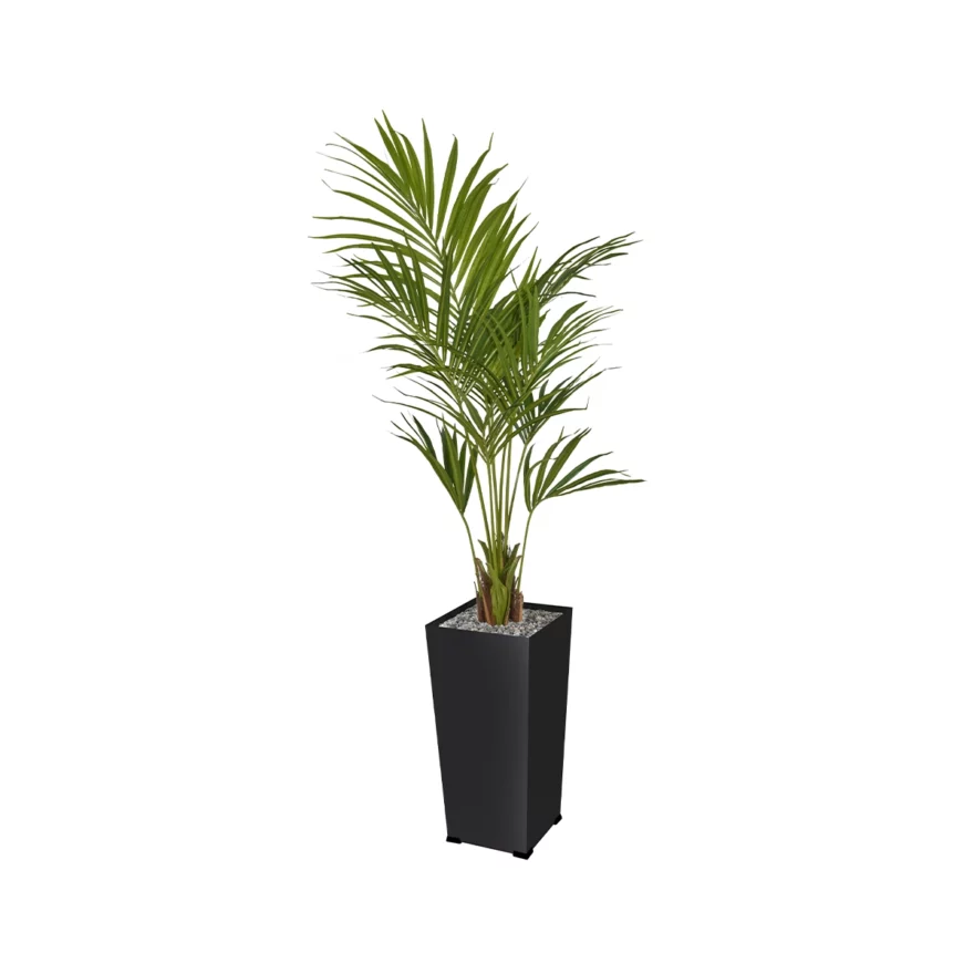 Palmier haut en pot
